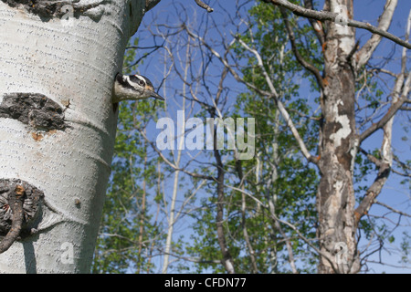 Pic chevelu (Picoides villosus) perché à sa cavité de nidification dans l'Okanagan Valley, British Columbia, Canada. Banque D'Images