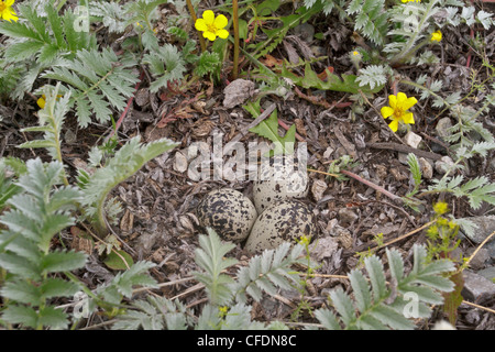 Le Pluvier kildir (Charadrius vociferus) nichent dans la vallée de l'Okanagan, Colombie-Britannique, Canada. Banque D'Images