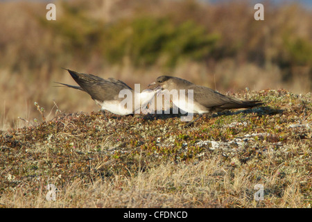 Labbe parasite (Stercorarius parasiticus) perché sur la toundra à Churchill, Manitoba, Canada. Banque D'Images