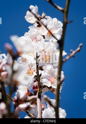 Sur fleur d'amandier arbre avec ciel bleu derrière. Costa Blanca, Espagne. Banque D'Images