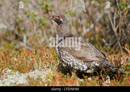 Le tétras du Canada (Falcipennis canadensis) perché sur le terrain à Churchill, Manitoba, Canada. Banque D'Images