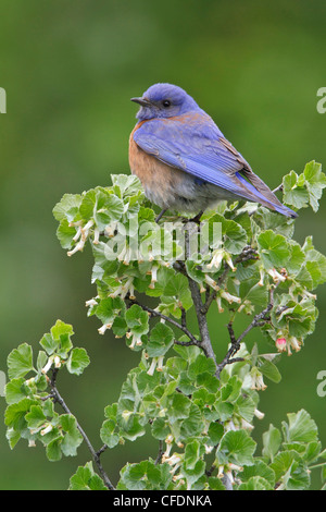 Le Merlebleu de l'ouest (Sialia mexicana) perché sur une branche dans l'Okanagan Valley, British Columbia, Canada. Banque D'Images