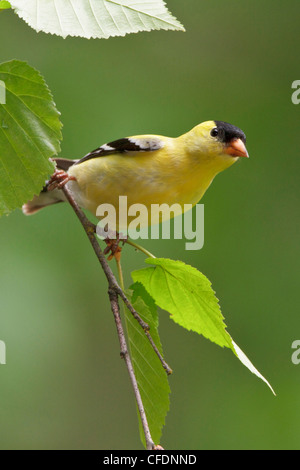 Chardonneret jaune (Carduelis tristis) perché sur une branche dans l'Okanagan Valley, British Columbia, Canada. Banque D'Images