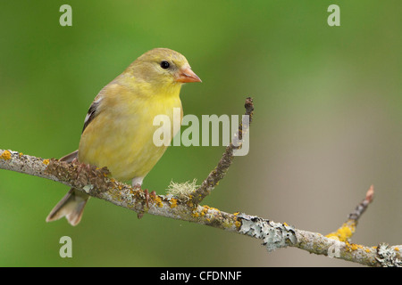 Chardonneret jaune (Carduelis tristis) perché sur une branche dans l'Okanagan Valley, British Columbia, Canada. Banque D'Images