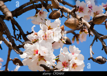 Sur fleur d'amandier arbre avec ciel bleu derrière. Costa Blanca, Espagne. Banque D'Images