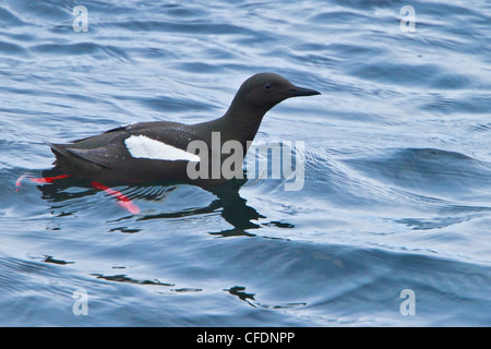 Le Guillemot à miroir (Cepphus grylle) Nager dans l'océan Atlantique au large des côtes de Terre-Neuve, Canada. Banque D'Images