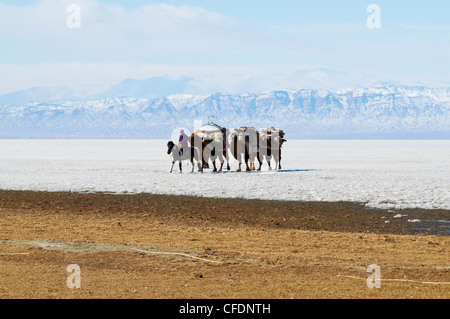 La transhumance des nomades avec les chameaux de Bactriane dans la neige couverts,paysage, province de Khovd, Mongolie, Asie centrale, Asie Banque D'Images