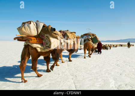 La transhumance des nomades avec les chameaux de Bactriane dans la neige couverts,paysage, province de Khovd, Mongolie, Asie centrale, Asie Banque D'Images