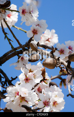 Sur fleur d'amandier arbre avec ciel bleu derrière. Costa Blanca, Espagne. Banque D'Images