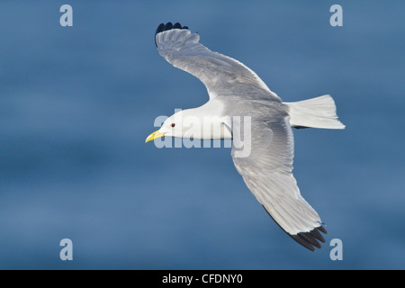 La Mouette tridactyle (Rissa tridactyla), volant le long de la côte de Terre-Neuve, Canada. Banque D'Images