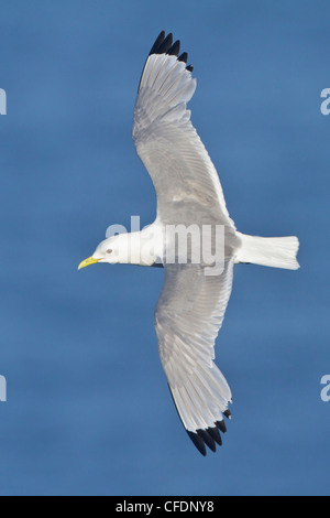 La Mouette tridactyle (Rissa tridactyla), volant le long de la côte de Terre-Neuve, Canada. Banque D'Images