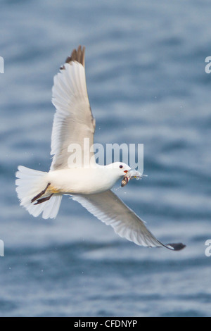 La Mouette tridactyle (Rissa tridactyla), volant le long de la côte de Terre-Neuve, Canada. Banque D'Images