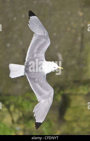 La Mouette tridactyle (Rissa tridactyla), volant le long de la côte de Terre-Neuve, Canada. Banque D'Images