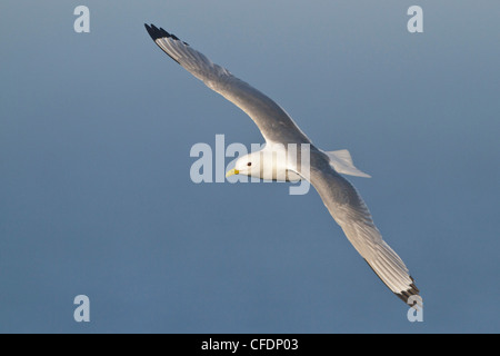 La Mouette tridactyle (Rissa tridactyla), volant le long de la côte de Terre-Neuve, Canada. Banque D'Images