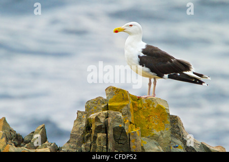 Goéland marin (Larus marinus) perché sur un rocher au large de la côte de Terre-Neuve, Canada. Banque D'Images