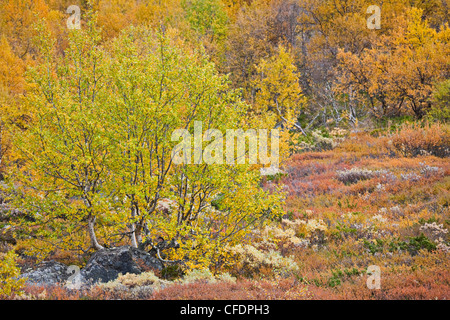 Les arbres d'automne au parc national de Jotunheimen, Leirdalen, Norvège, Europe Banque D'Images