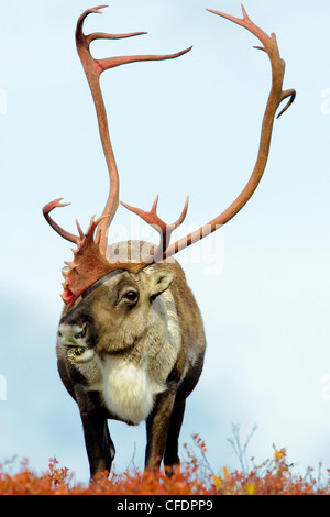 Le caribou de la toundra (Rangifer tarandus) Bull, terres stériles, centrale des Territoires du Nord-Ouest, de l'Arctique canadien Banque D'Images