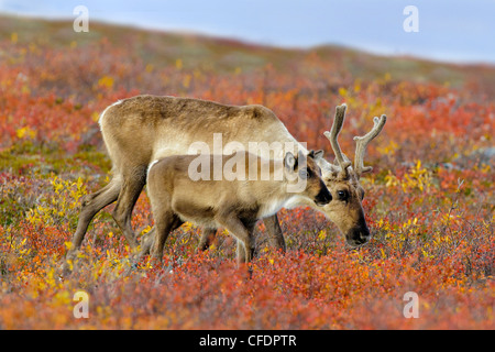 Le caribou de la toundra Rangifer tarandus mère Banque D'Images