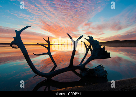 Bois de caribou (Rangifer tarandus) et le lever du soleil, d'automne, Toundra Arctique centrale des Territoires du Nord-Ouest, Canada Banque D'Images