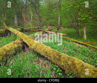 La chute d'arbres couverts de mousse, le Parc National Danube-Auen, Basse Autriche, Autriche Banque D'Images