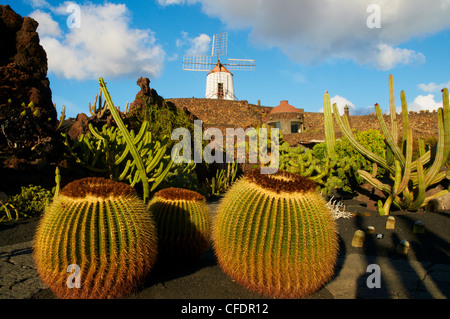 Jardin de cactus de Guatiza, Lanzarote, Canary Islands, Spain, Europe Banque D'Images