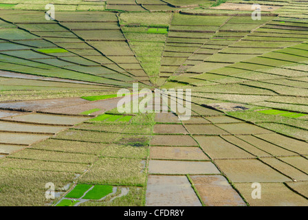 Champ de riz en forme d'araignée, Région de Ruteng, l'île de Flores, en Indonésie, en Asie du Sud-Est, l'Asie Banque D'Images