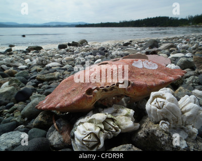 La coquille d'un crabe rouge (Cancer productus) Patricia Bay, île de Vancouver, Colombie Britannique, Canada Collumbia Banque D'Images