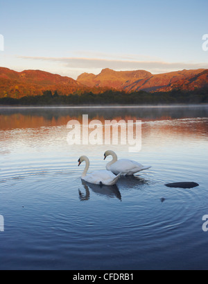 Un matin d'automne avec des cygnes sur Lake Road, Parc National de Lake District, Cumbria, Angleterre, Royaume-Uni, Europe Banque D'Images