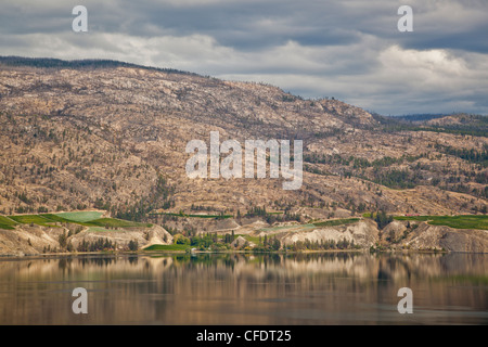 La réflexion de certains Naramata Bench vignes sur le lac Okanagan, Colombie-Britannique, Canada. Banque D'Images