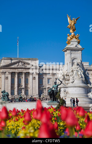 Tulipes devant le palais de Buckingham et du Victoria Memorial, Londres, Angleterre, Royaume-Uni, Europe Banque D'Images