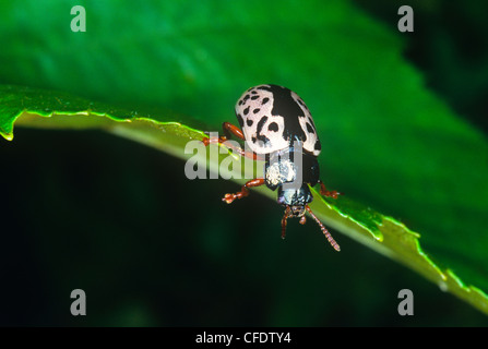 L'Elm Calligrapha (Calligrapha scalaris), aka Leaf beetle Banque D'Images