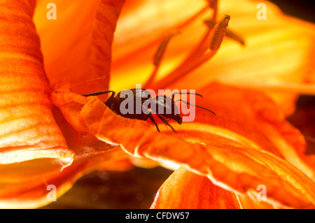 (Camponotus pennsylvanicus), Fourmi noire de la famille des Hyménoptères Formicidae:Insectes (Insecta) Arthropodes classe : Banque D'Images