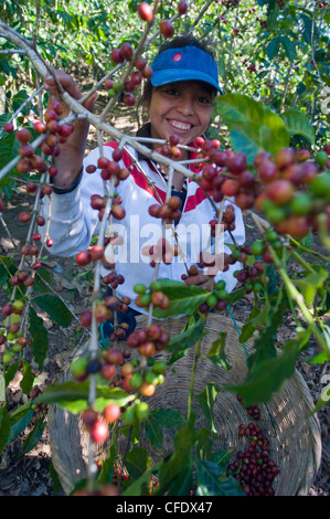 Cueilleur de café, San Salvador, El Salvador, l'Amérique centrale Banque D'Images