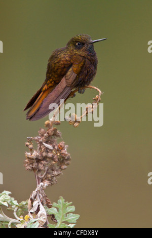 Black Metaltail (Metallura phoebe) perché sur une branche au Pérou. Banque D'Images