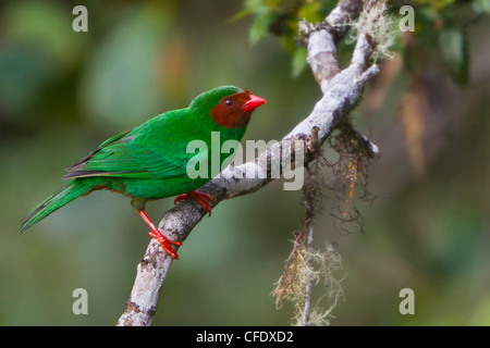 Tangara vert-gazon (Chlorornis riefferii) perché sur une branche au Pérou. Banque D'Images