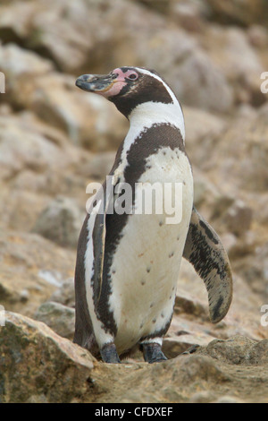 Manchot de Humboldt Spheniscus humboldti Peruvian Banque D'Images