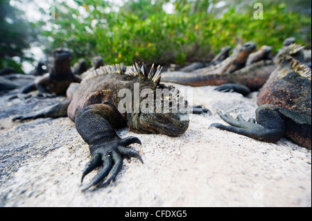 Iguanes marins (Amblyrhynchus cristatus), Isla Isabela, îles Galapagos, UNESCO World Heritage Site, Equateur, Amérique du Sud Banque D'Images