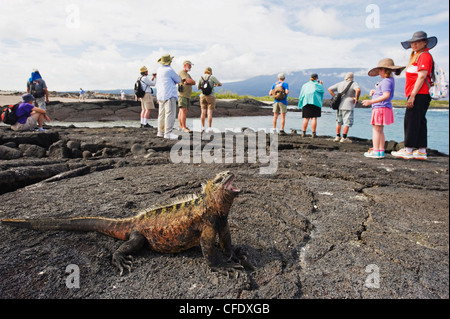 Les touristes à la recherche d'iguanes marins (Amblyrhynchus cristatus), Isla Isabela, îles Galapagos, Equateur Banque D'Images