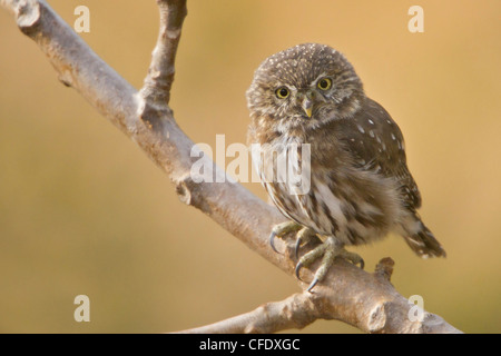 Chouette naine péruvienne (Glaucidium peruanum) perché sur une branche au Pérou. Banque D'Images