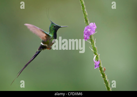 Wire-crested Thorntail (Popelairia popelairii) volant tout en s'alimentant à une fleur au Pérou. Banque D'Images