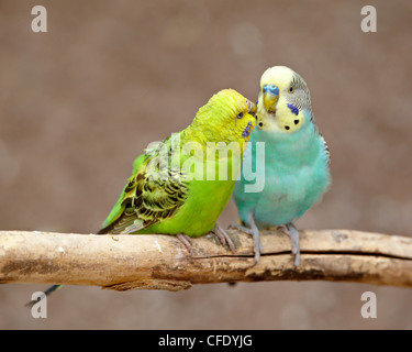 Deux Perruche ondulée (Melopsittacus undulatus), Rio Grande Zoo, Parc Biologique d'Albuquerque, Albuquerque, New Mexico, USA Banque D'Images