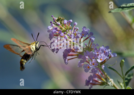 Une Sésie symphorine ou bumblebee Humming Bird mois en sirotant un nectar de fleurs aux papillons. Banque D'Images