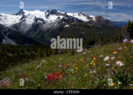 Meadows et Horseshoe Pass Glacier, Jumbo, Purcell, British Columbia, Canada Banque D'Images