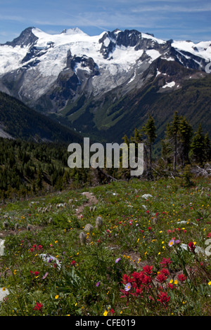 Meadows et Horseshoe Pass Glacier, Jumbo, Purcell, British Columbia, Canada Banque D'Images