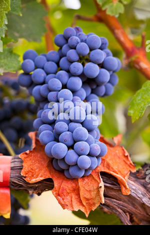 De plus en plus des raisins sur la vigne, prêt pour la récolte, de l'Okanagan, Osoyoos, Colombie-Britannique, Canada. Banque D'Images