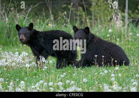 Immatures sauvages Ours noir (Ursus americanus), le parc provincial Quetico, Ontario Banque D'Images