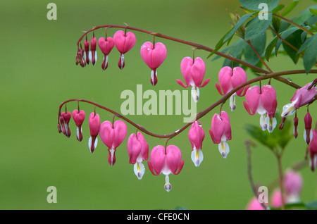 Bleeding Heart (D. spectabilis) fleur. Thunder Bay, Ontario, Canada Banque D'Images