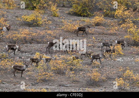 La migration des caribous de groupe (Rangifer tarandus), le parc national Denali, Alaska, USA Banque D'Images