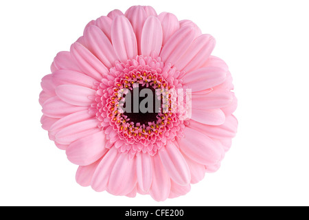 Gerbera rose close up Banque D'Images