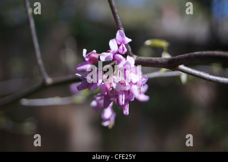 Eastern Redbud Cercis canadensis blooming branch Banque D'Images